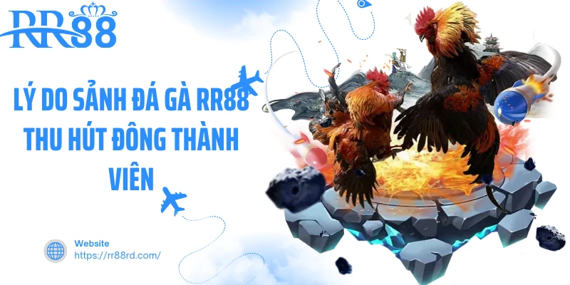 Lý do sảnh đá gà RR88 thu hút đông thành viên
